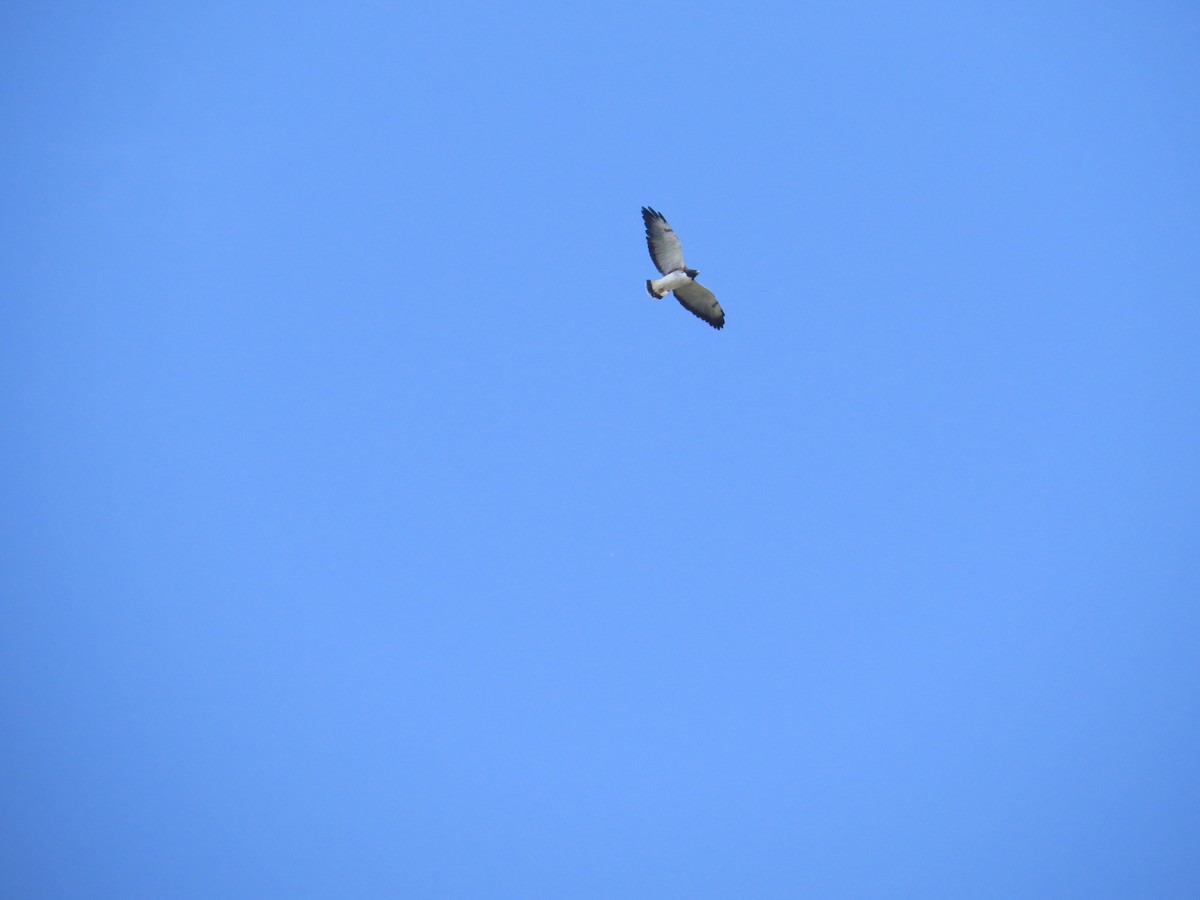 White-tailed Hawk - ML638693966