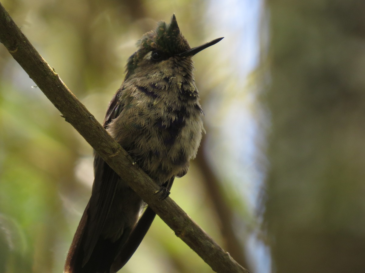 Green-crowned Plovercrest - ML638693970