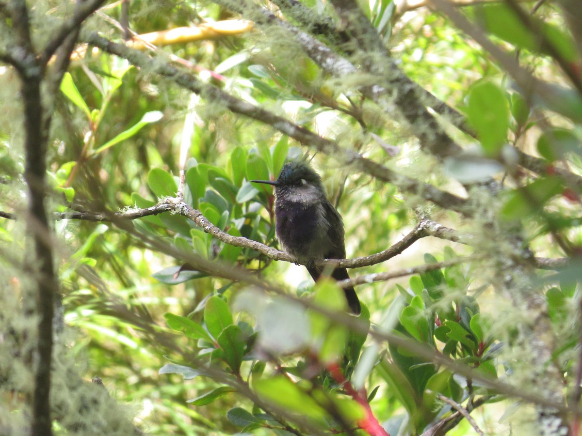 Green-crowned Plovercrest - ML638693972