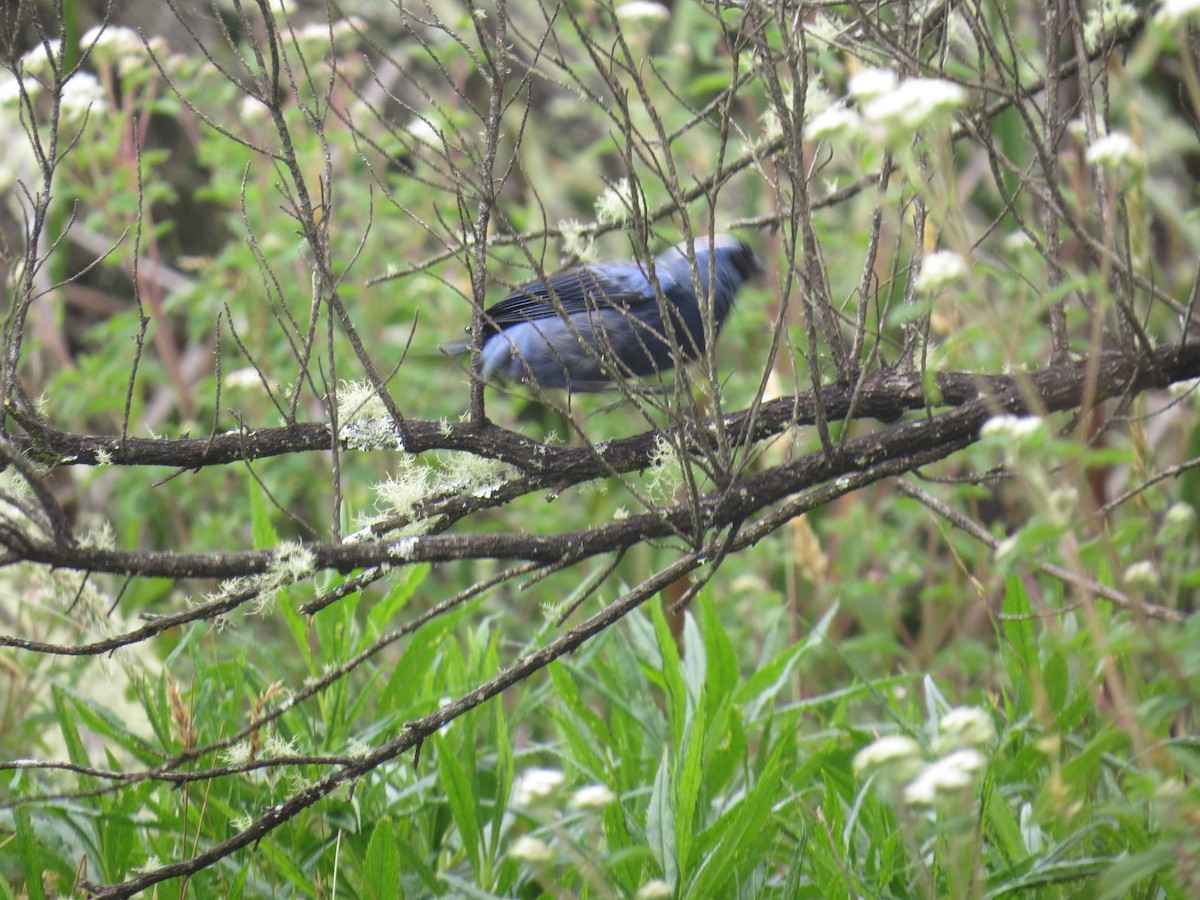 Diademed Tanager - ML638693987