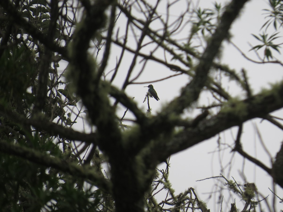 White-throated Hummingbird - ML638694001