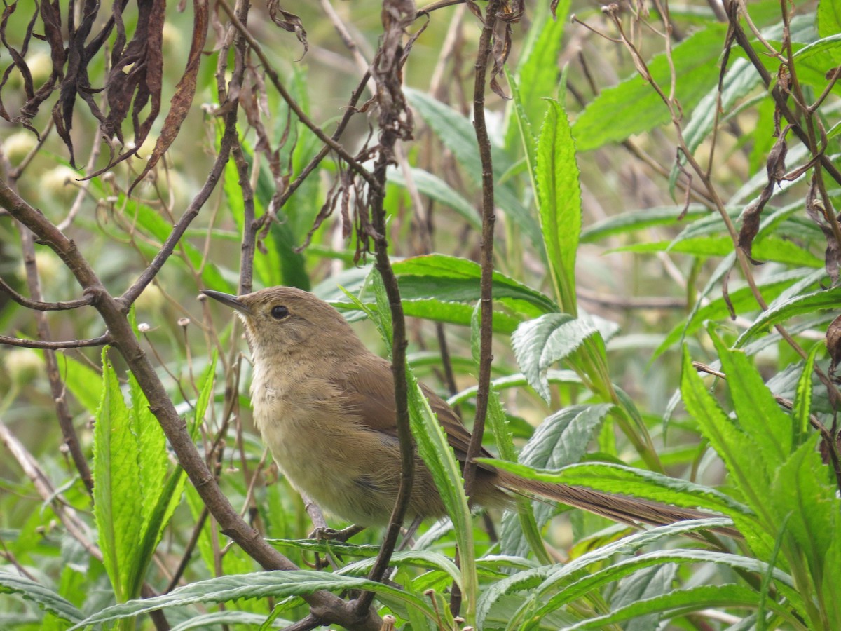 Itatiaia Spinetail - ML638694011
