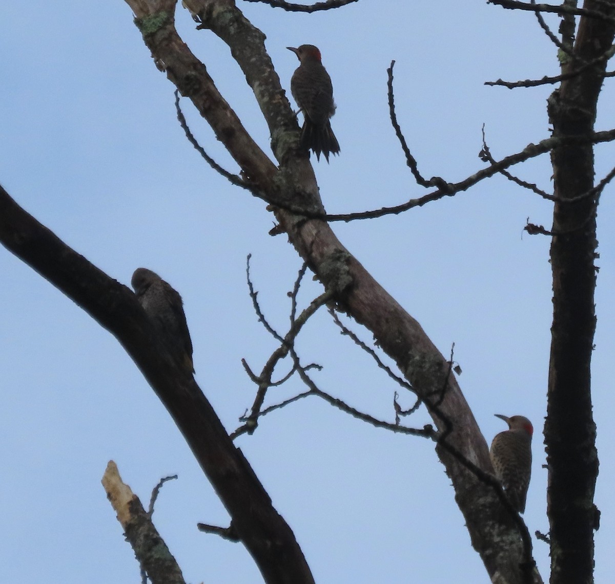 Northern Flicker (Yellow-shafted) - ML638694031