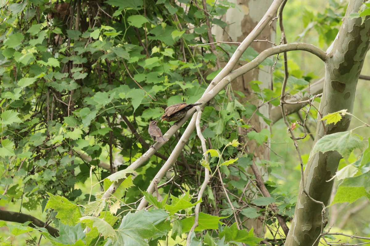 Red-winged Blackbird - ML638694032