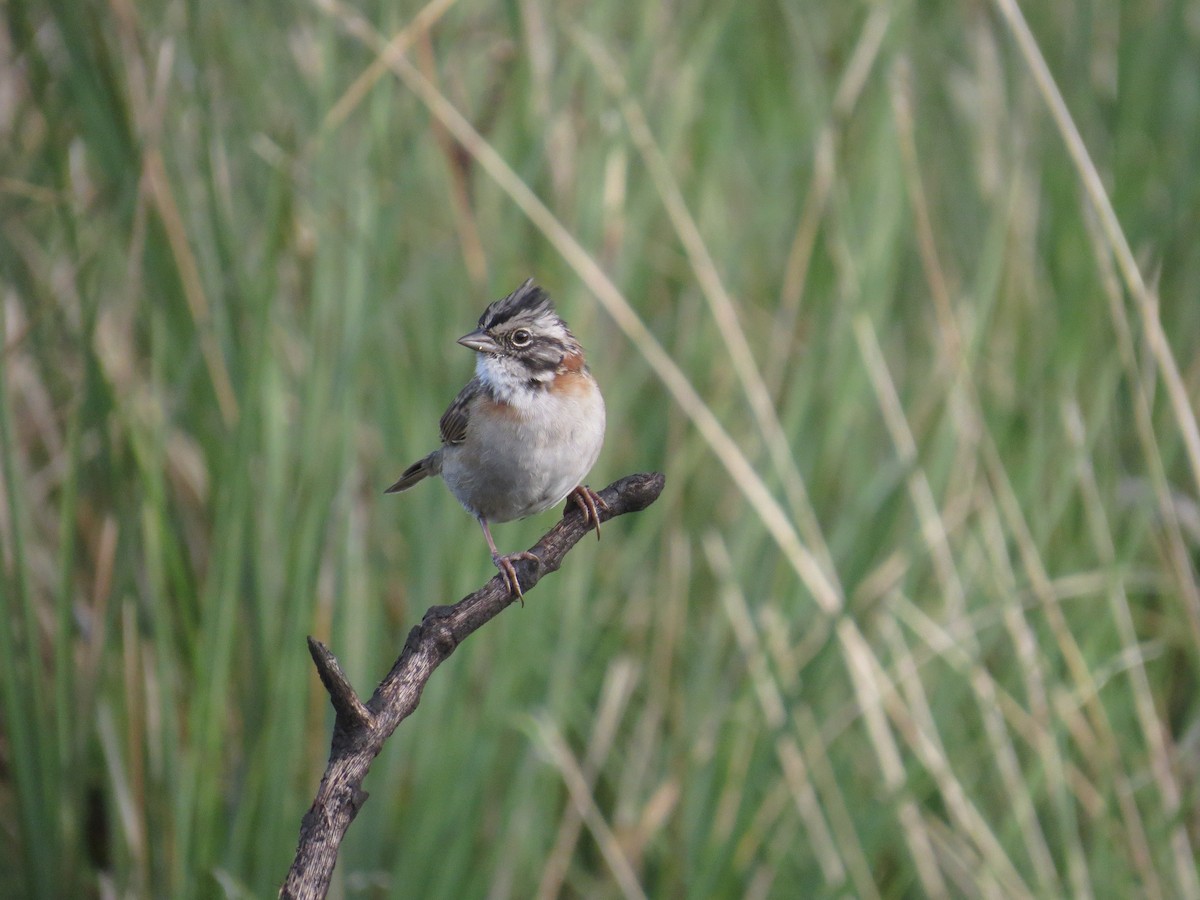 Rufous-collared Sparrow - ML638694084