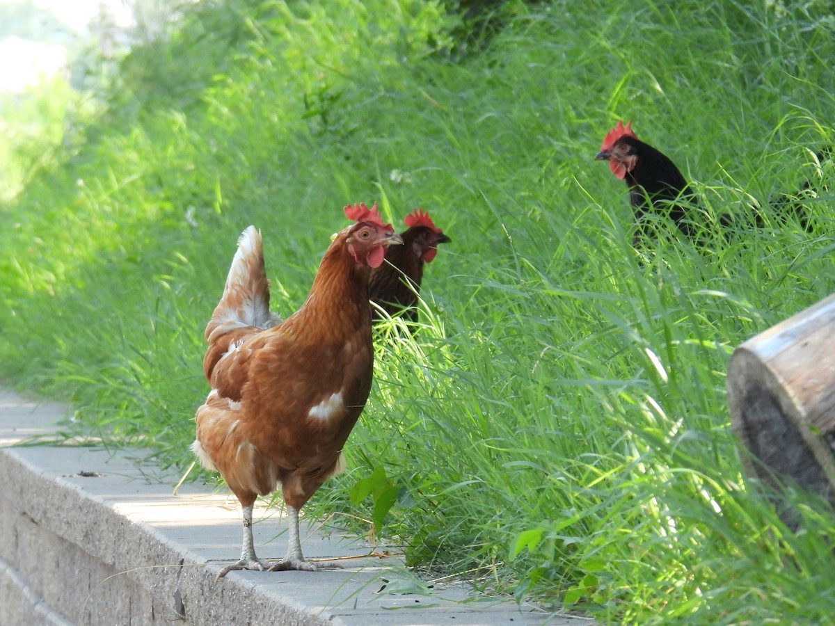 Animals - ML638694093