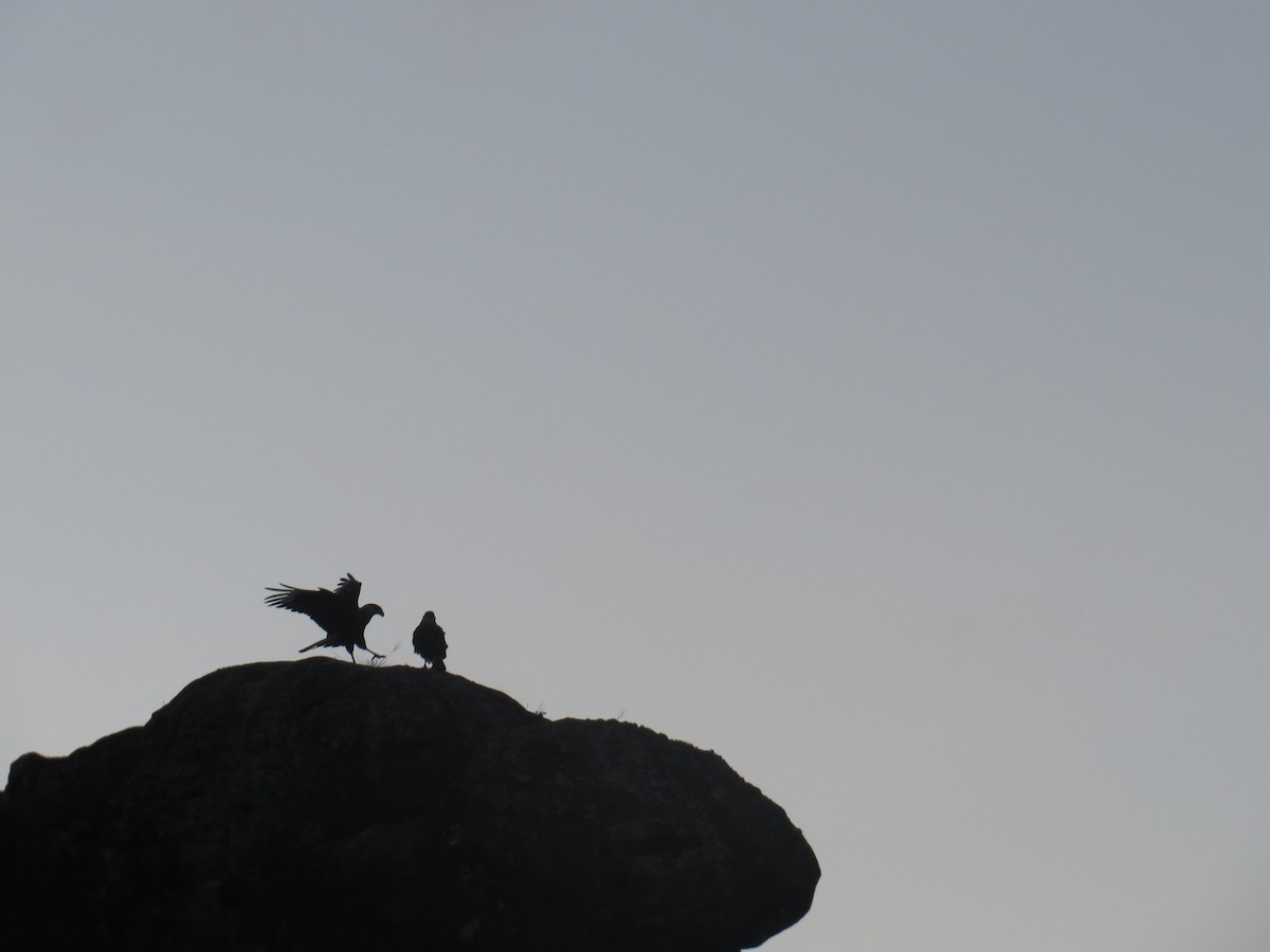Crested Caracara - ML638694101