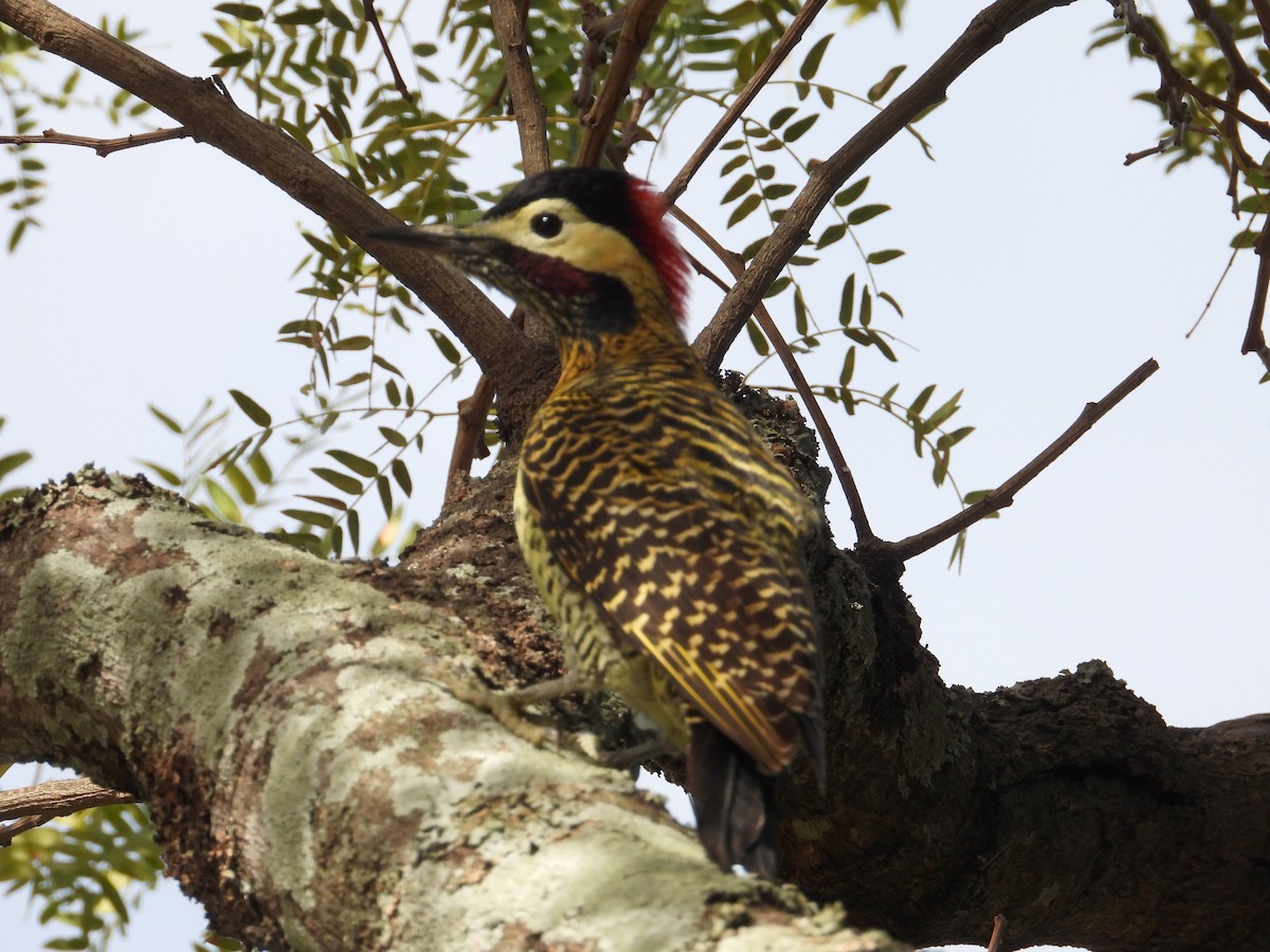 Green-barred Woodpecker - ML638694103