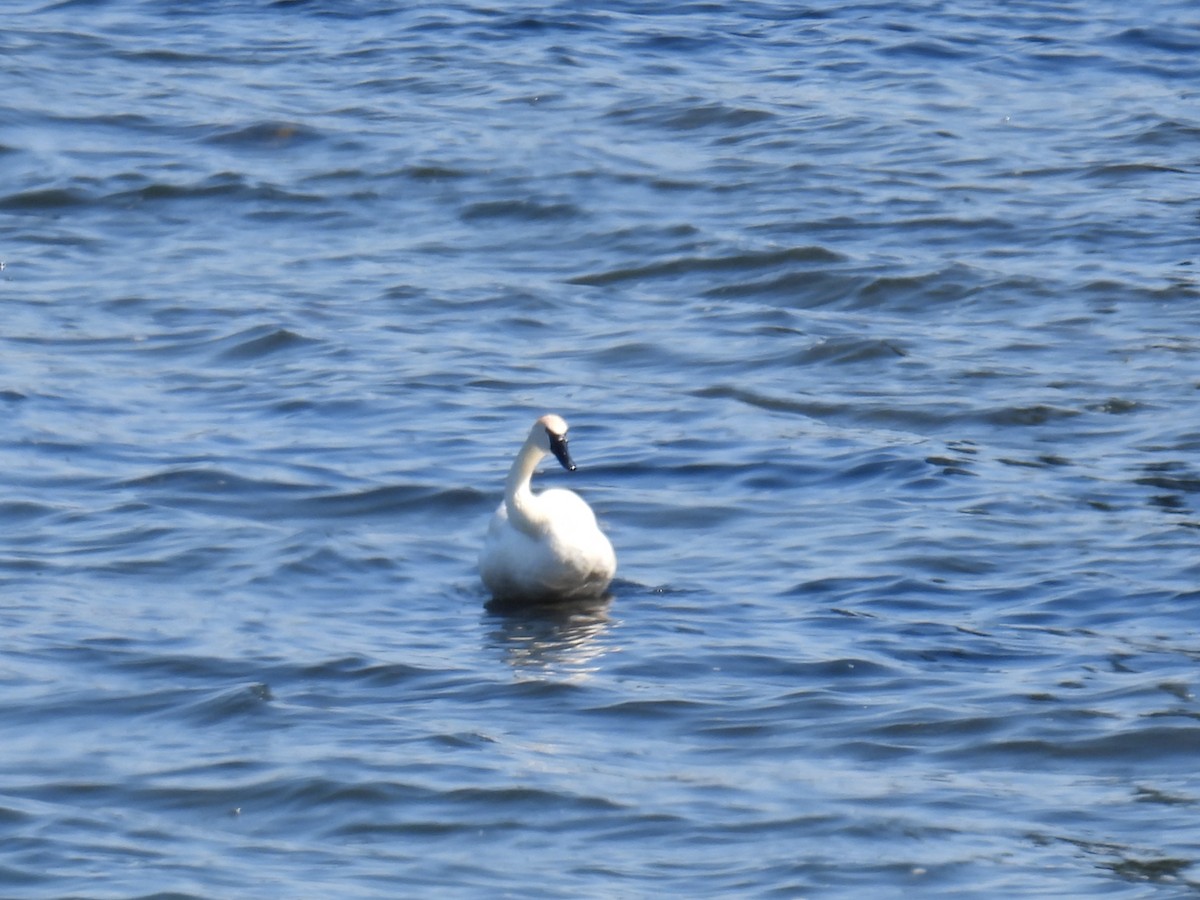 Trumpeter Swan - ML638694163