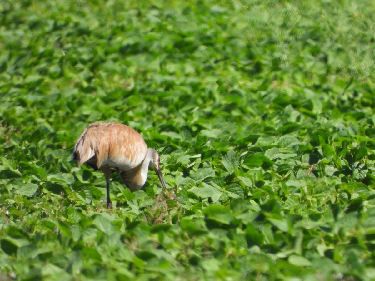 Sandhill Crane - ML638694166