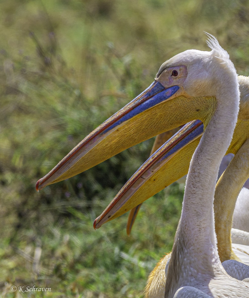 Great White Pelican - ML638694182