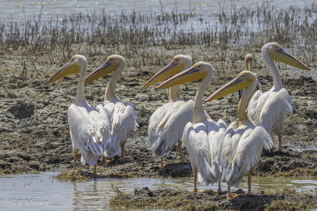Great White Pelican - ML638694183