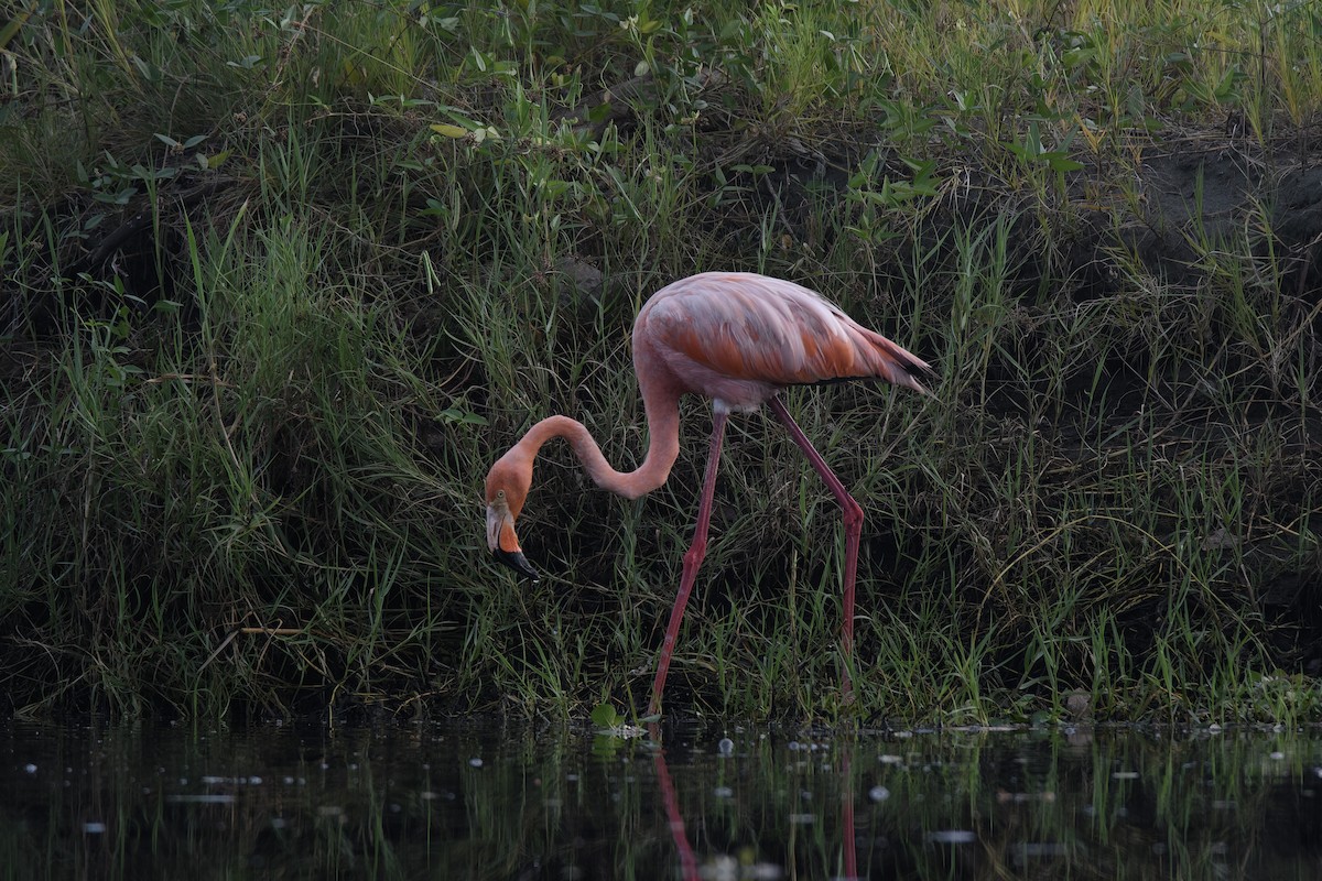 American Flamingo - ML638694220