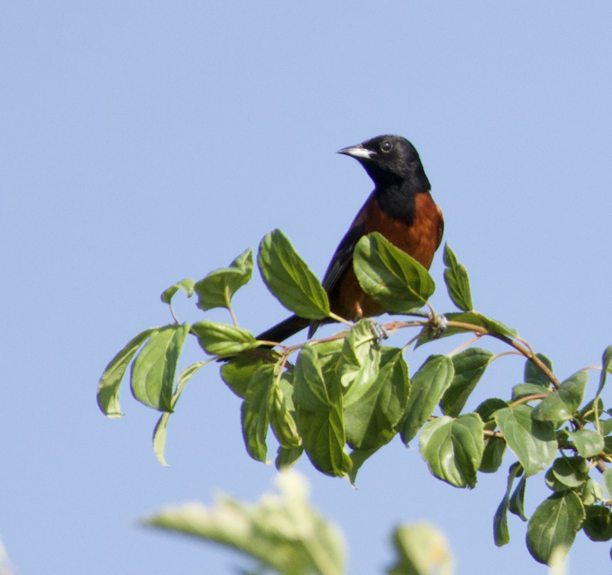 Orchard Oriole - ML638694221