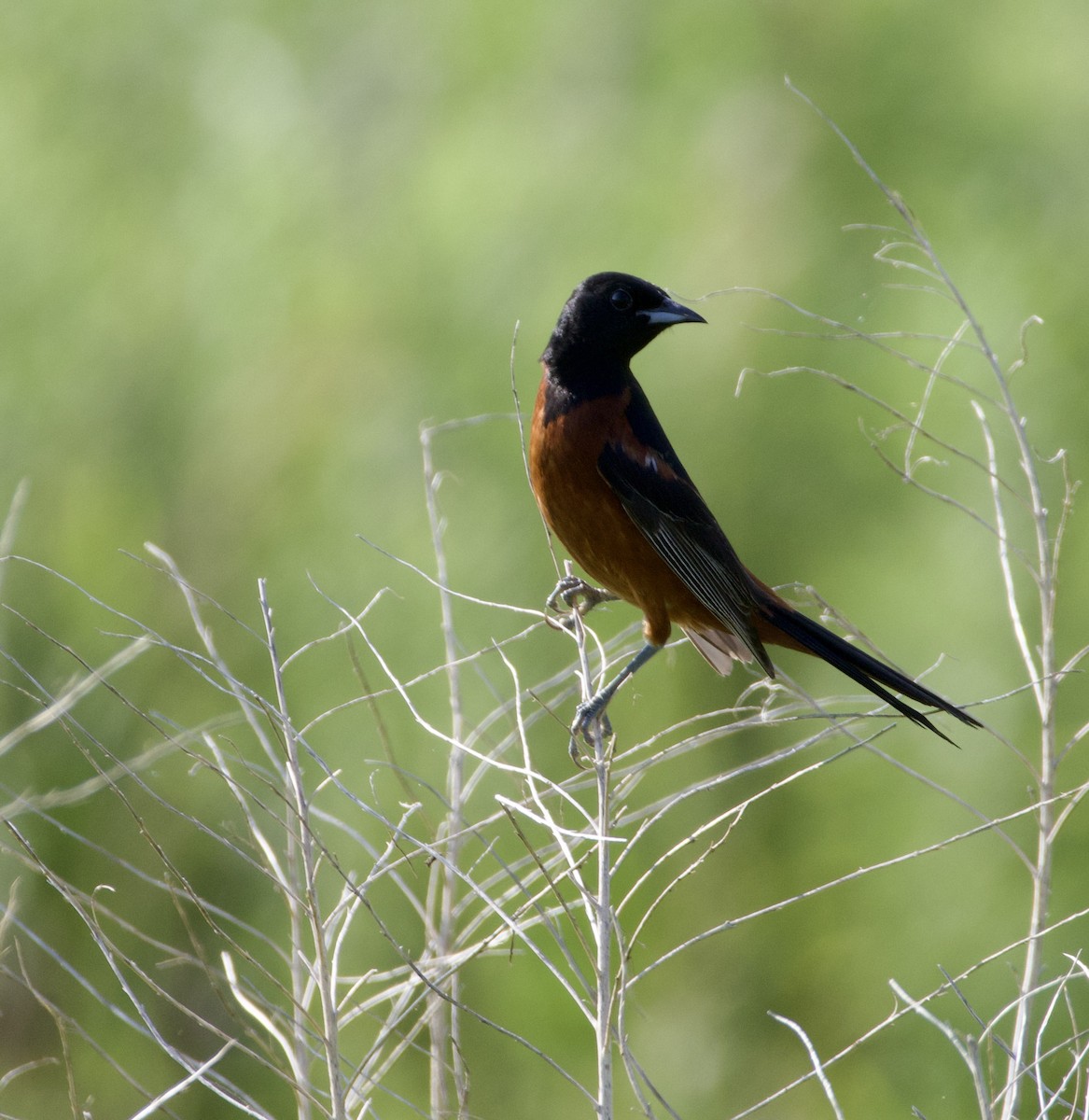 Orchard Oriole - ML638694222