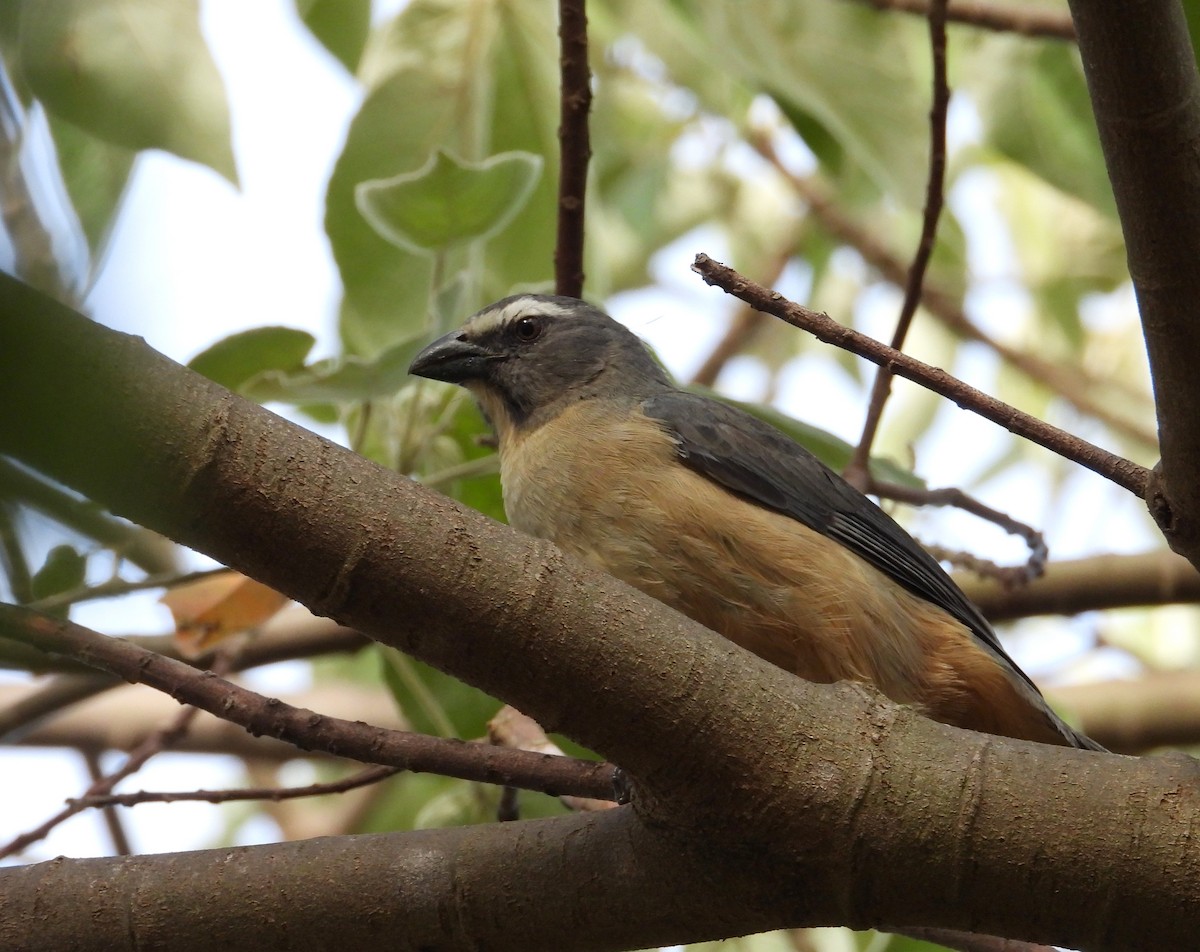 Bluish-gray Saltator - ML638694224