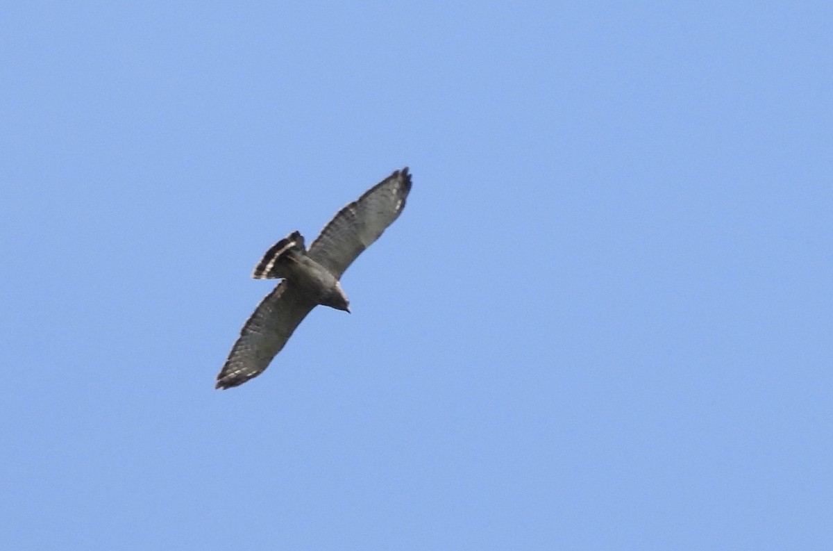 Broad-winged Hawk - ML638694229