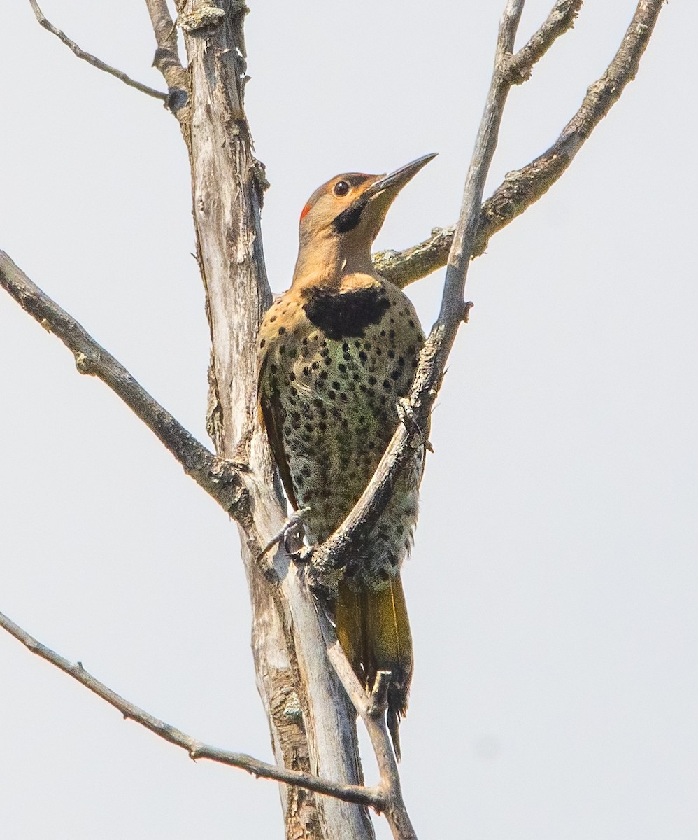 Northern Flicker - ML638694233