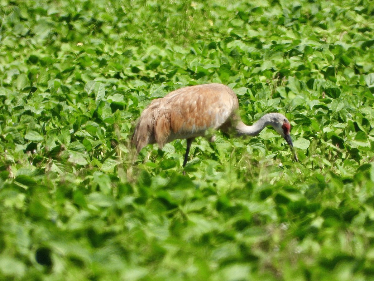 Sandhill Crane - ML638694247