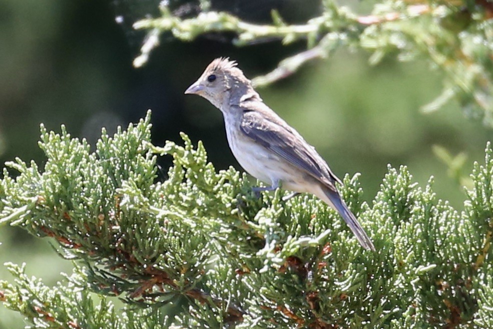 Indigo Bunting - ML638694277