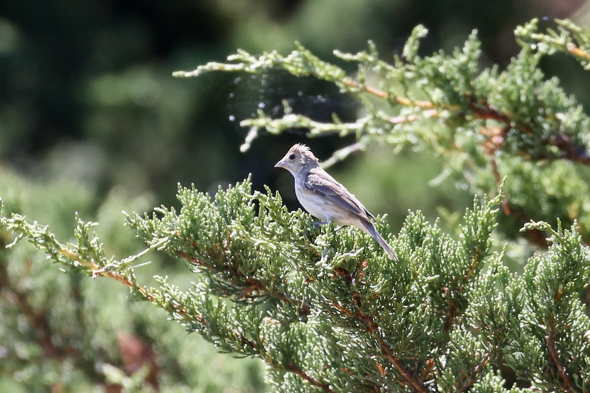 Indigo Bunting - ML638694278