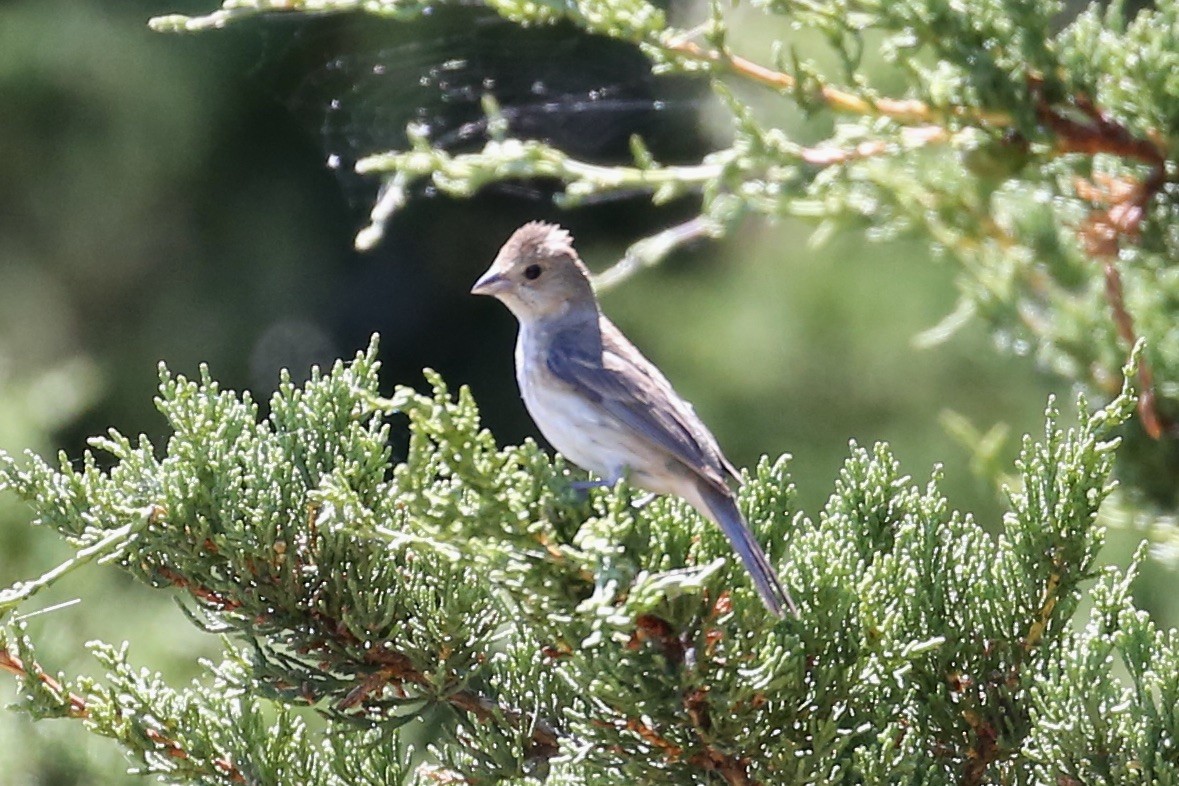Indigo Bunting - ML638694279