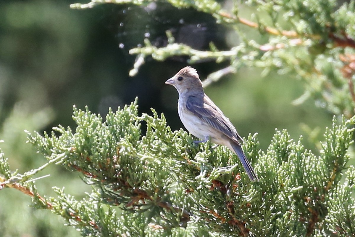 Indigo Bunting - ML638694280