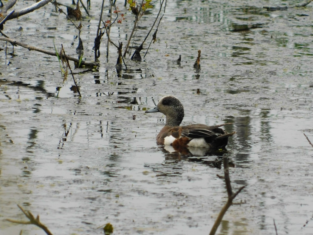 Canard d'Amérique - ML638694329
