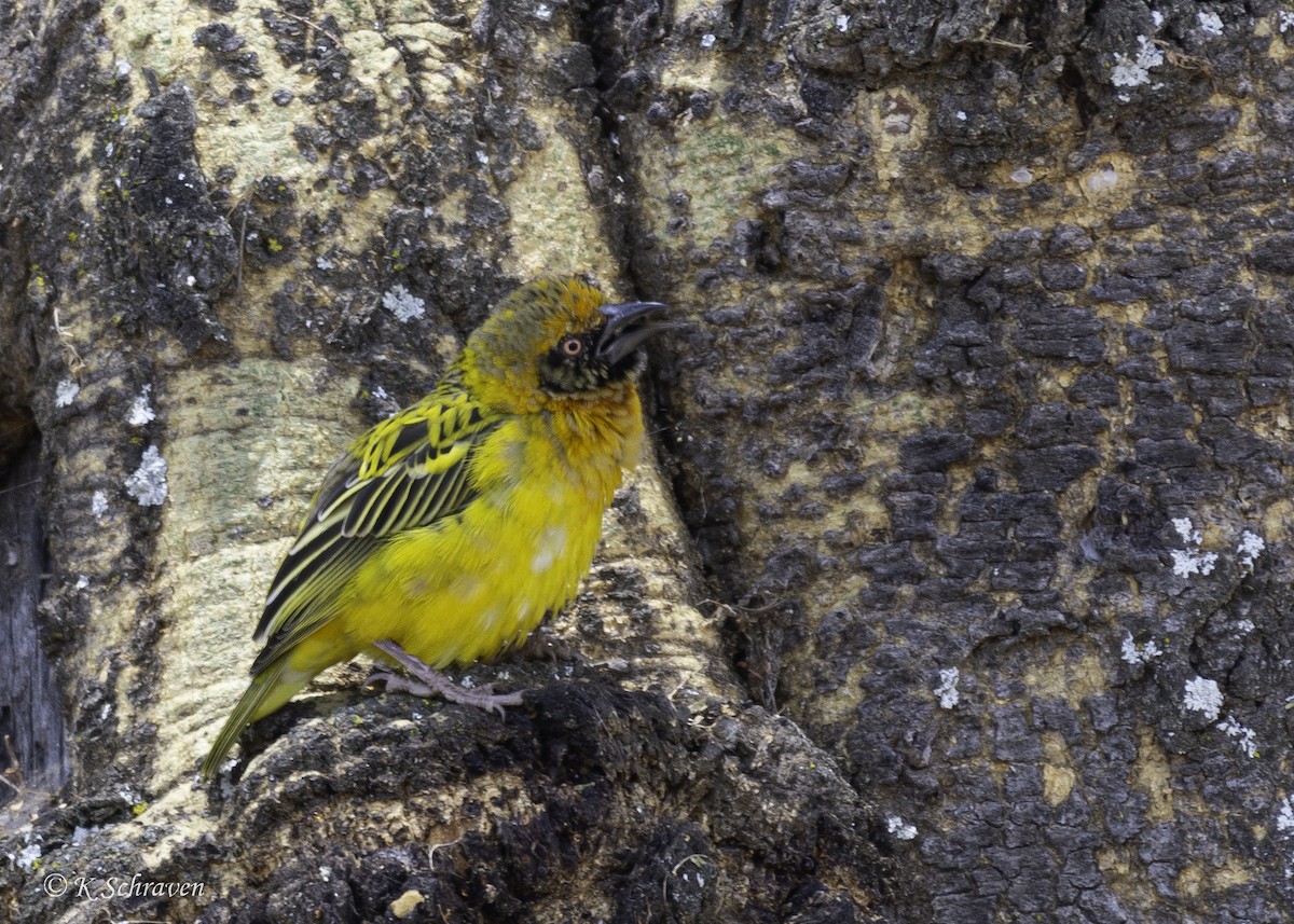 Speke's Weaver - ML638694333