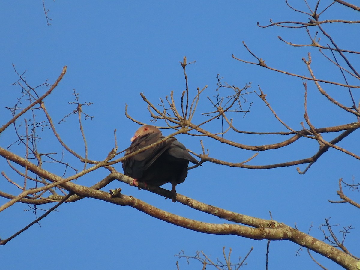 Red-billed Pigeon - ML638694361