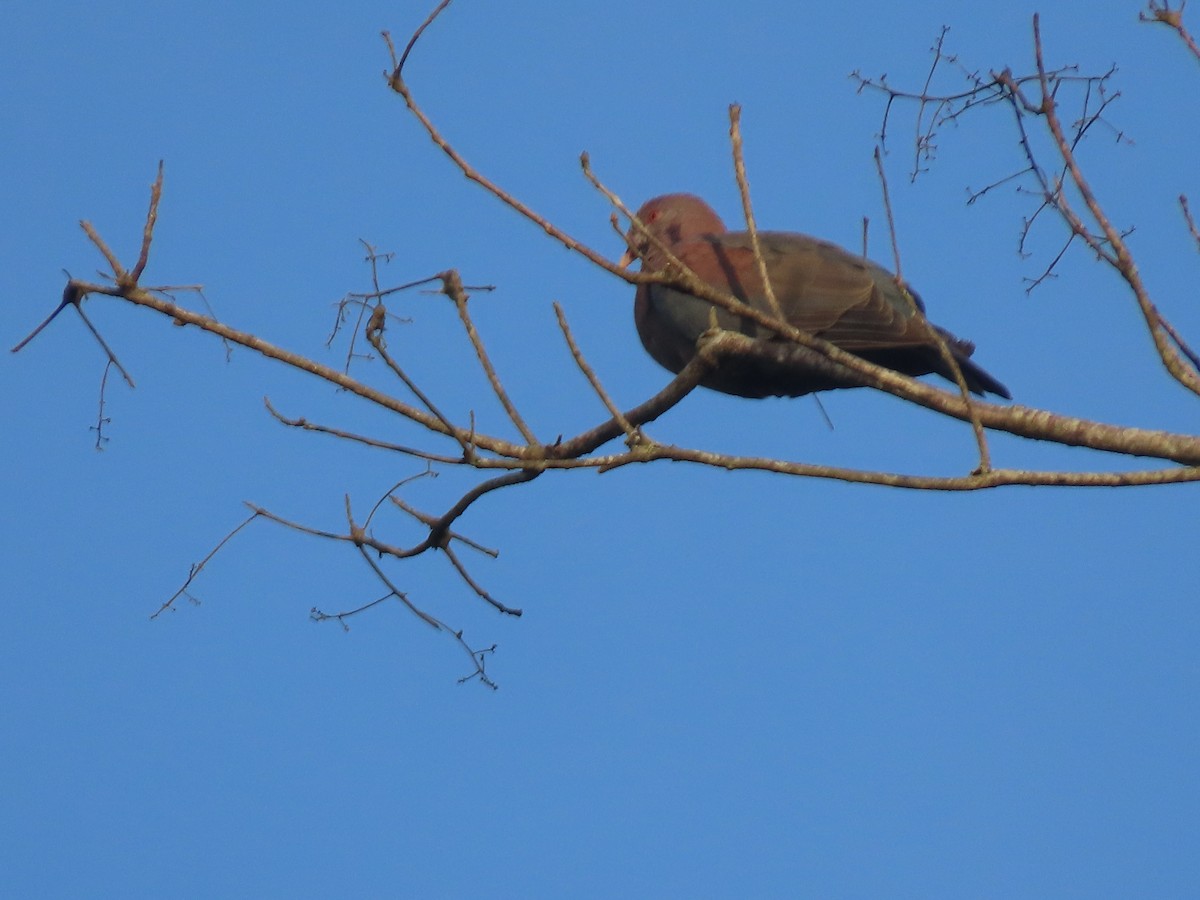 Red-billed Pigeon - ML638694362