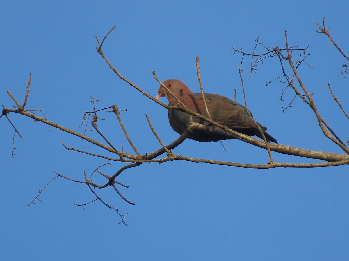 Red-billed Pigeon - ML638694363