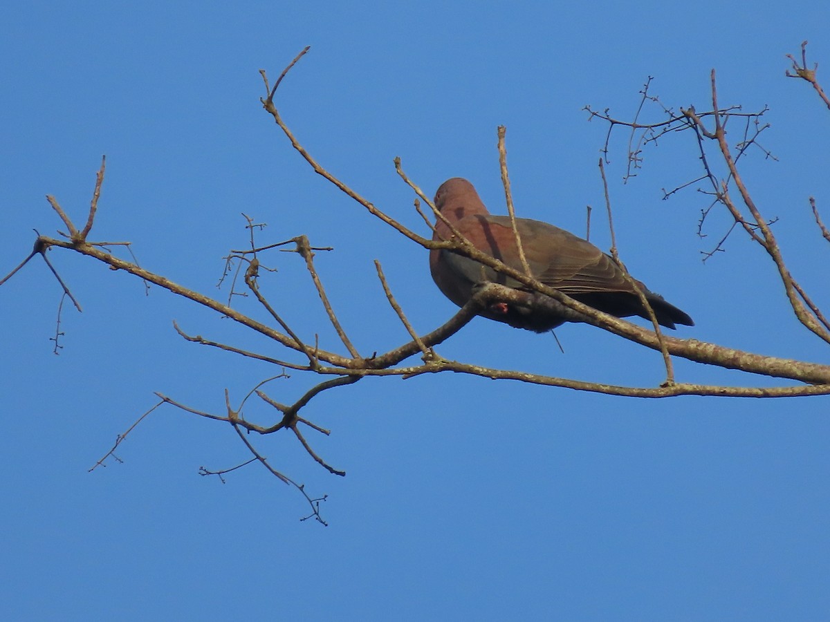 Red-billed Pigeon - ML638694364