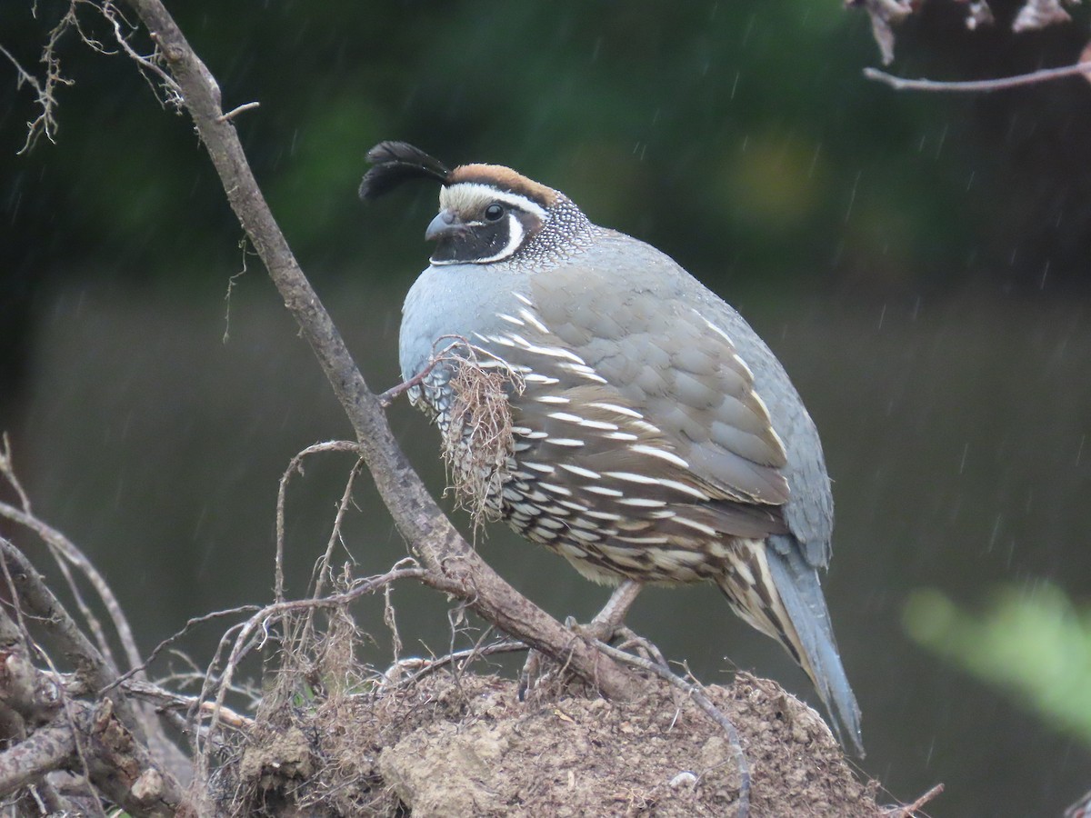 California Quail - ML638694367