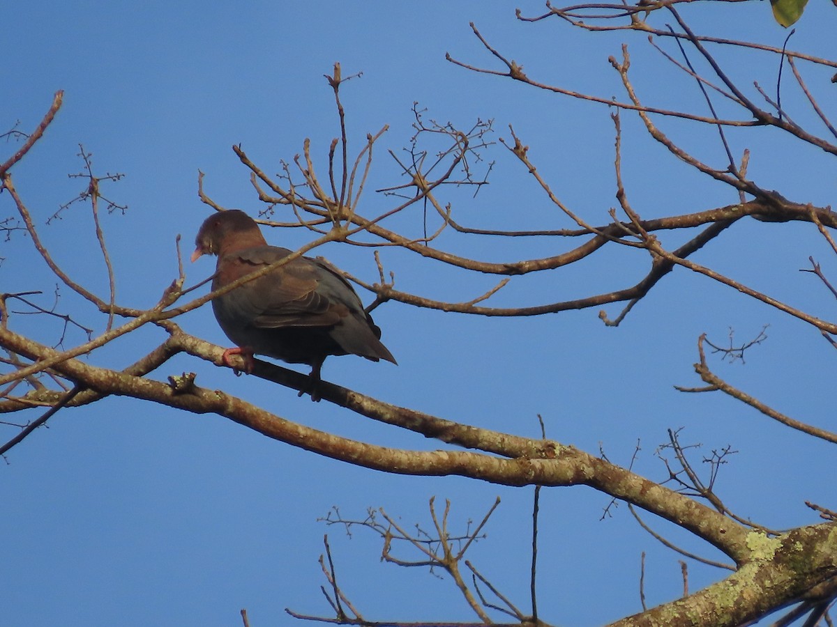 Red-billed Pigeon - ML638694368