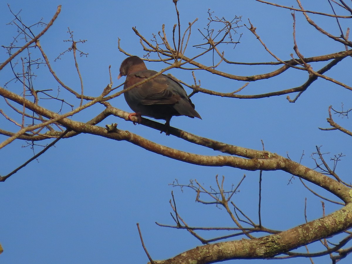 Red-billed Pigeon - ML638694369