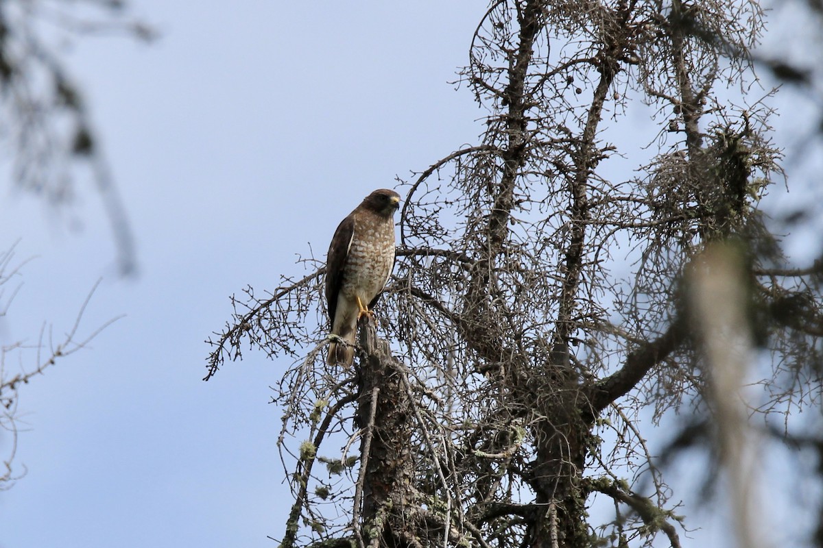 Broad-winged Hawk - ML638694375