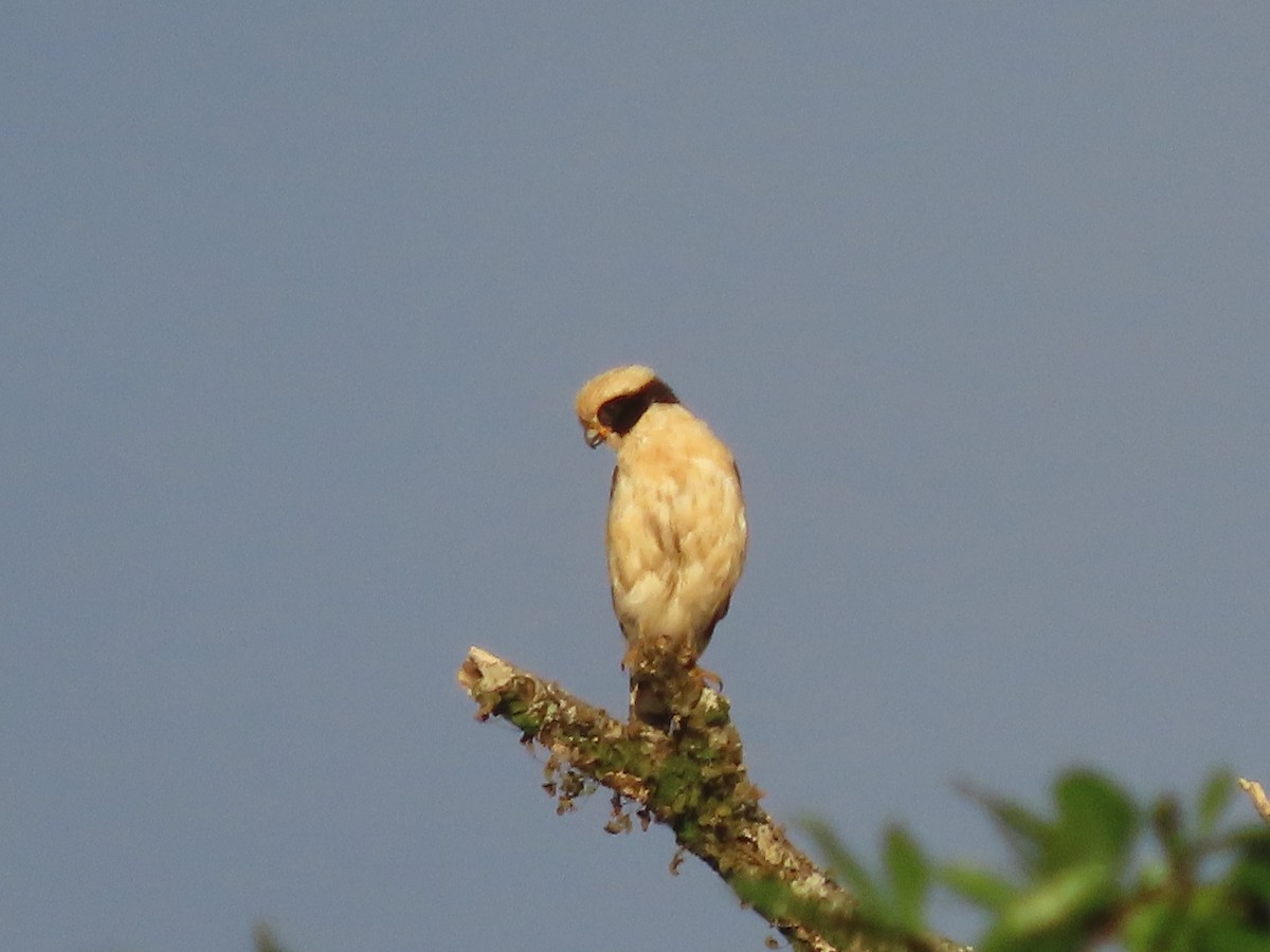 Laughing Falcon - ML638694376