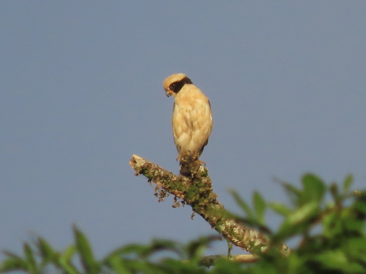 Laughing Falcon - ML638694377