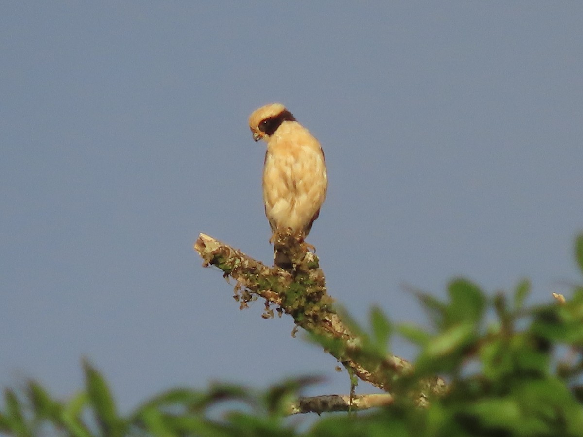 Laughing Falcon - ML638694378