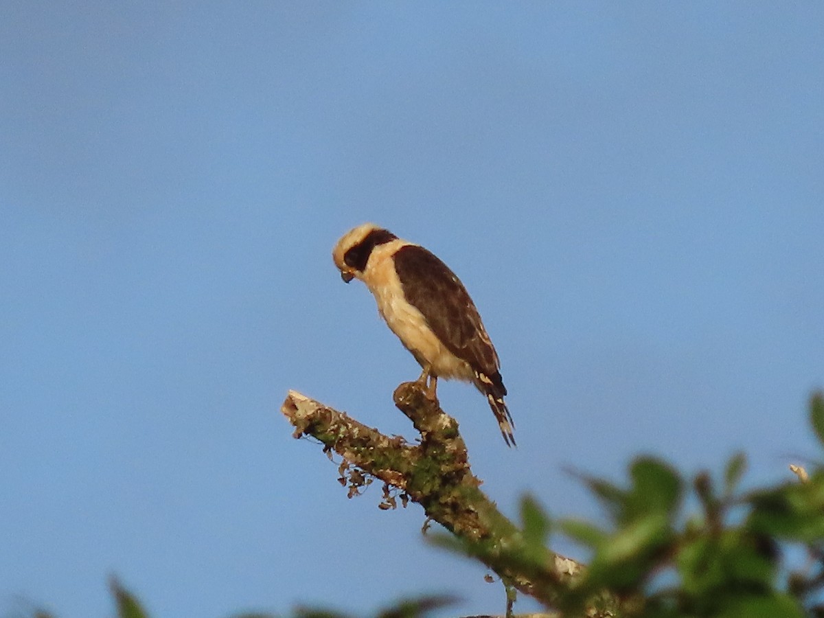 Laughing Falcon - ML638694382