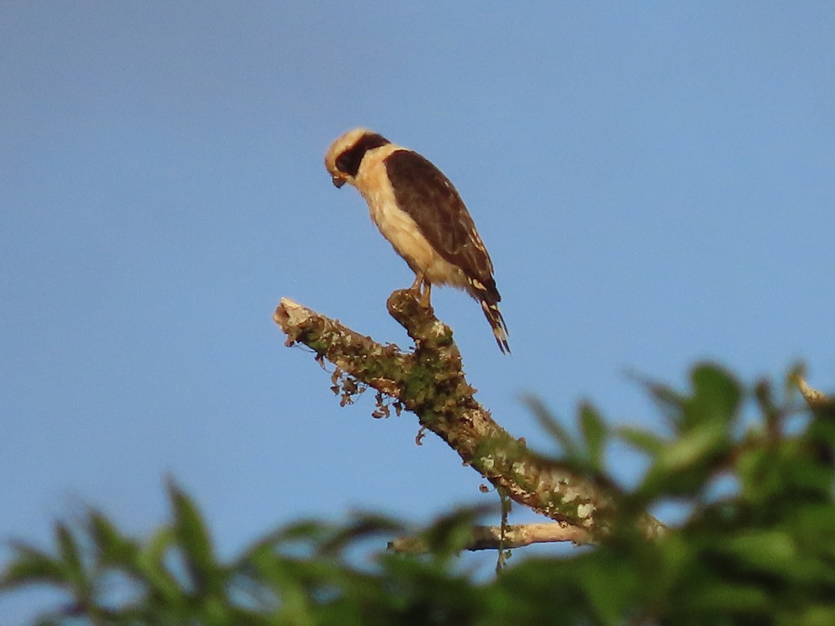 Laughing Falcon - ML638694384