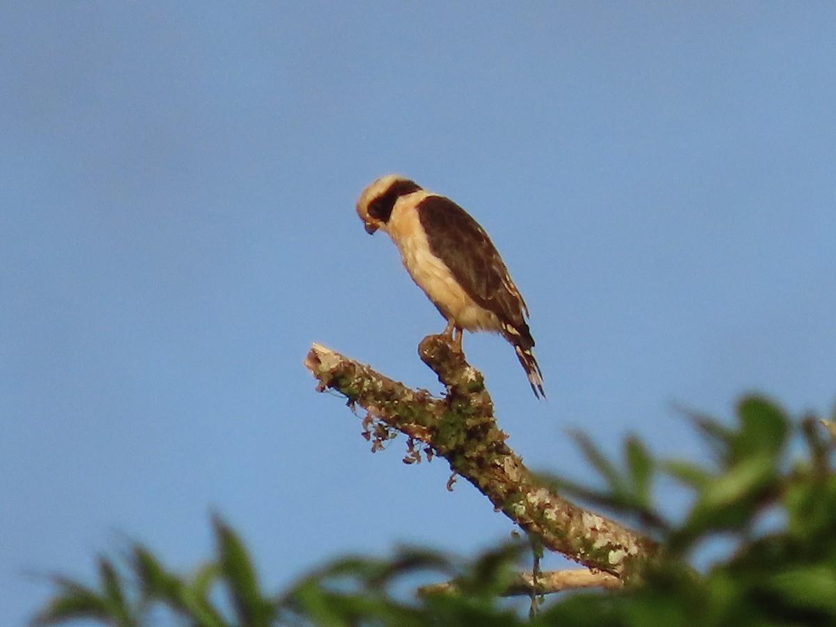 Laughing Falcon - ML638694385