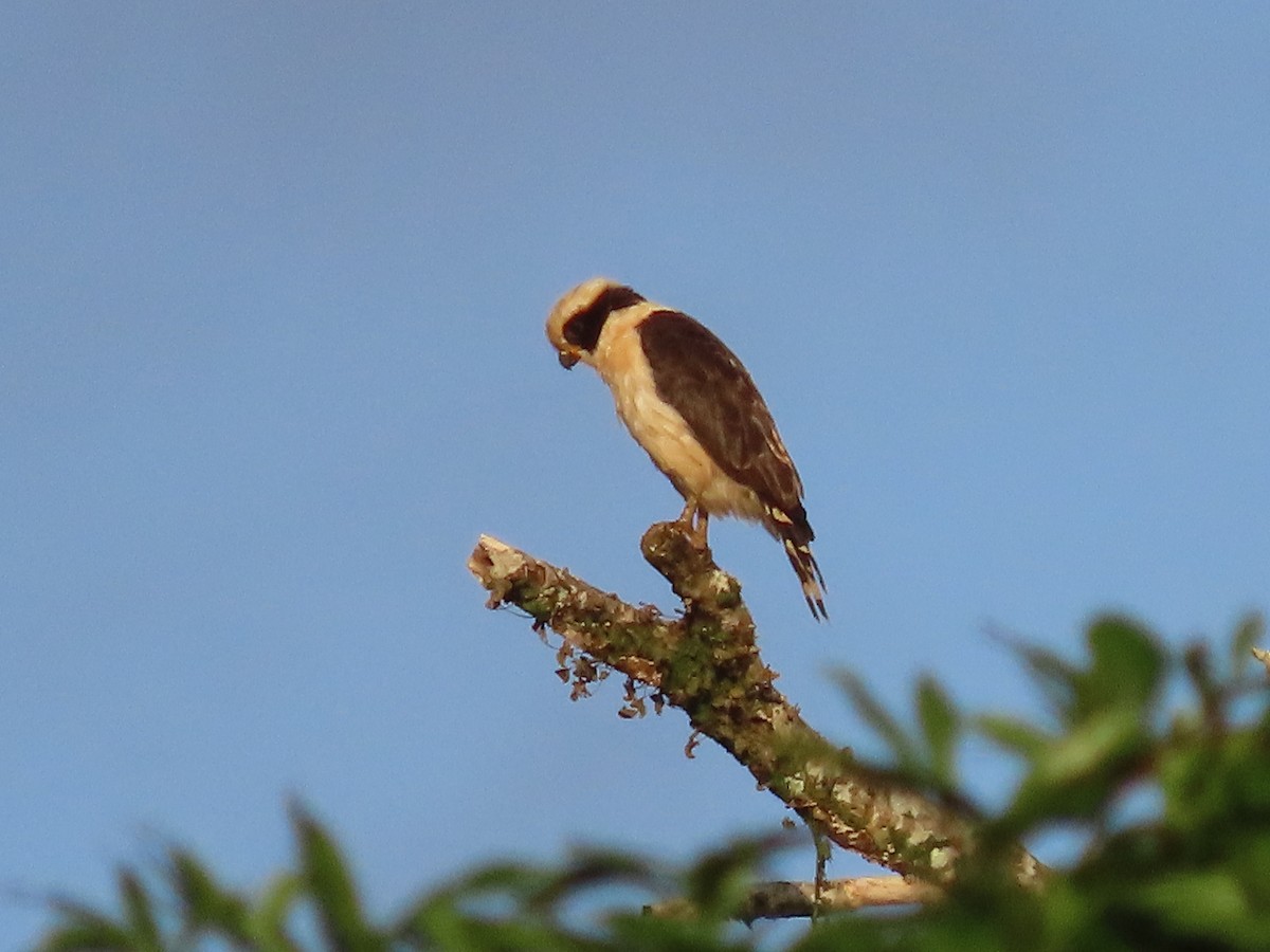Laughing Falcon - ML638694386