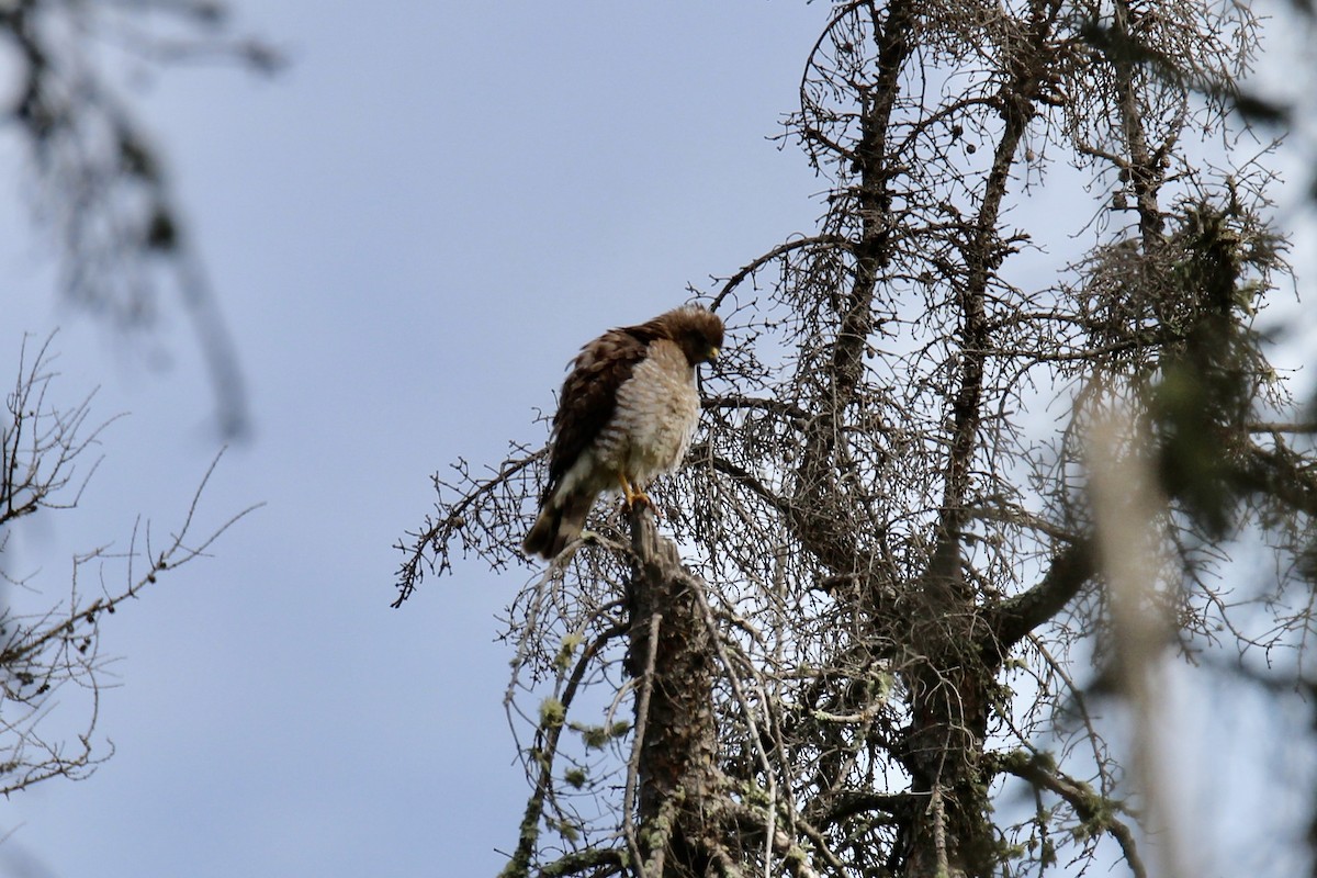 Broad-winged Hawk - ML638694392
