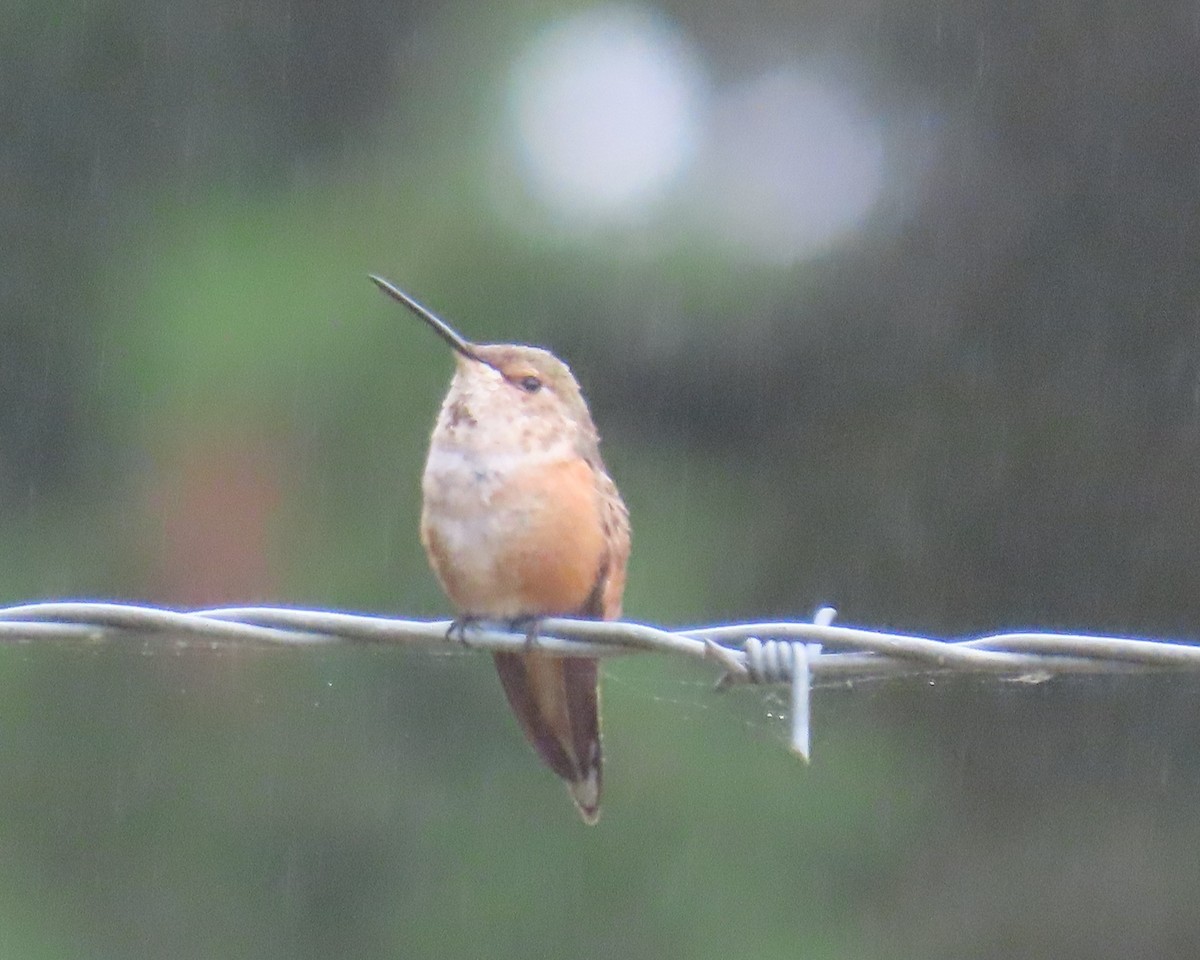 Rufous Hummingbird - ML638694401