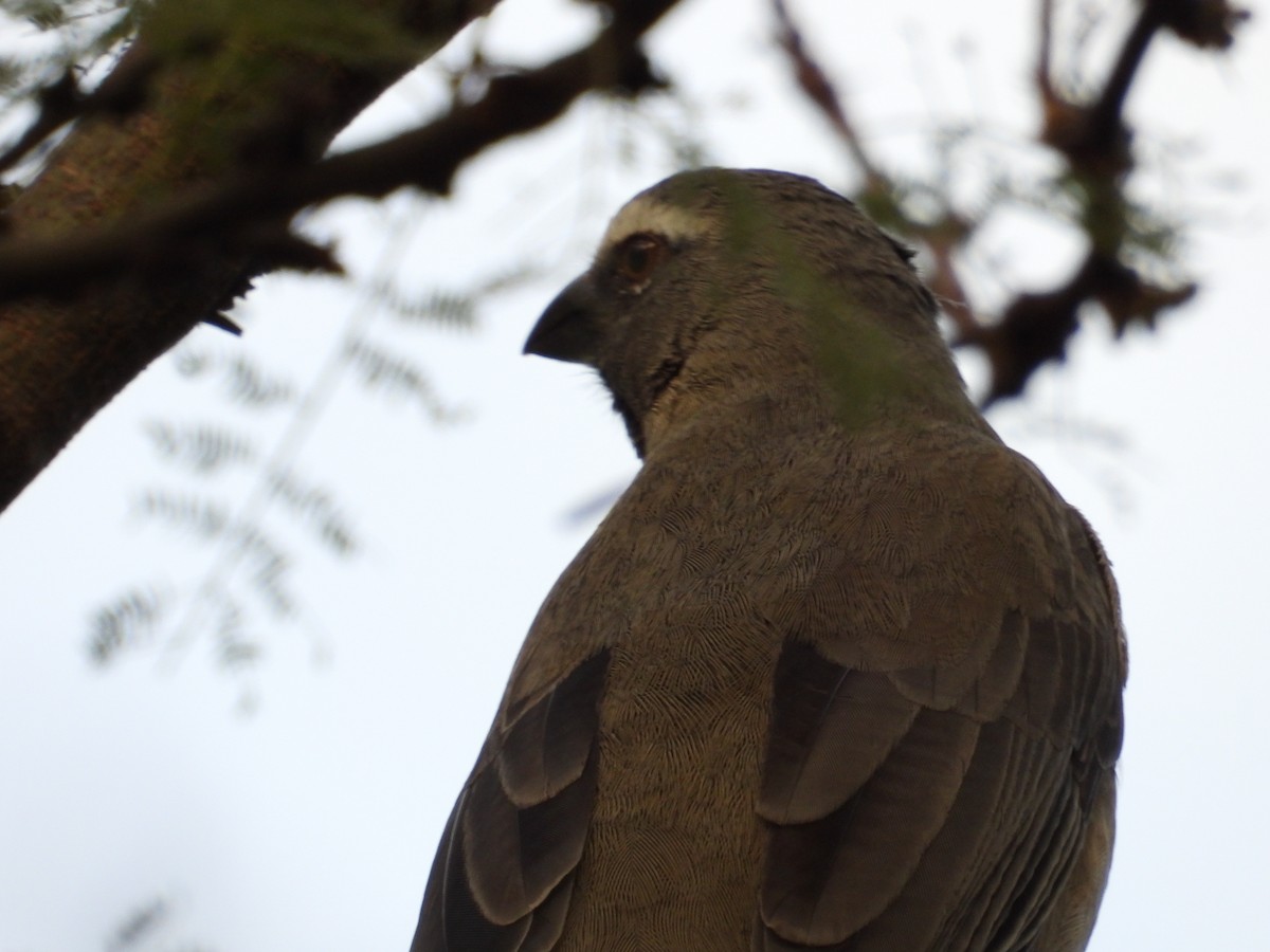 Bluish-gray Saltator - ML638694451