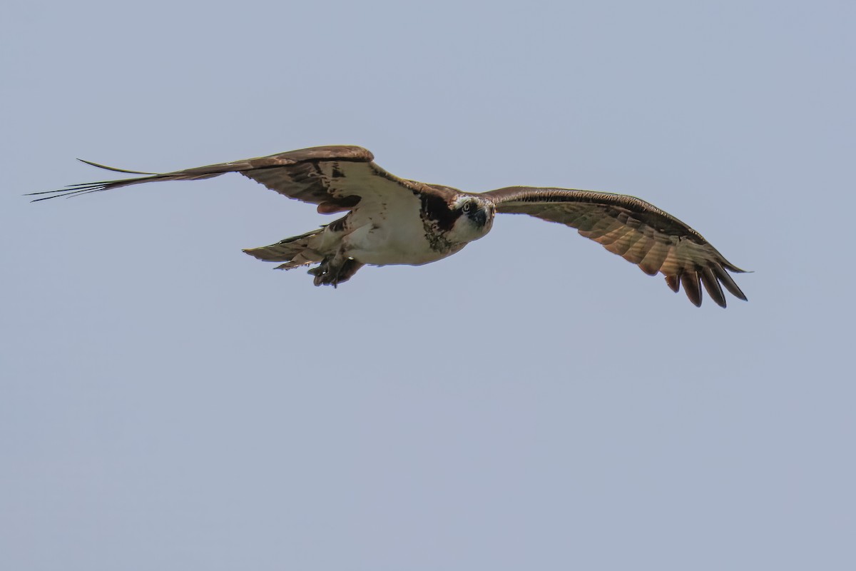 Osprey - ML638694463