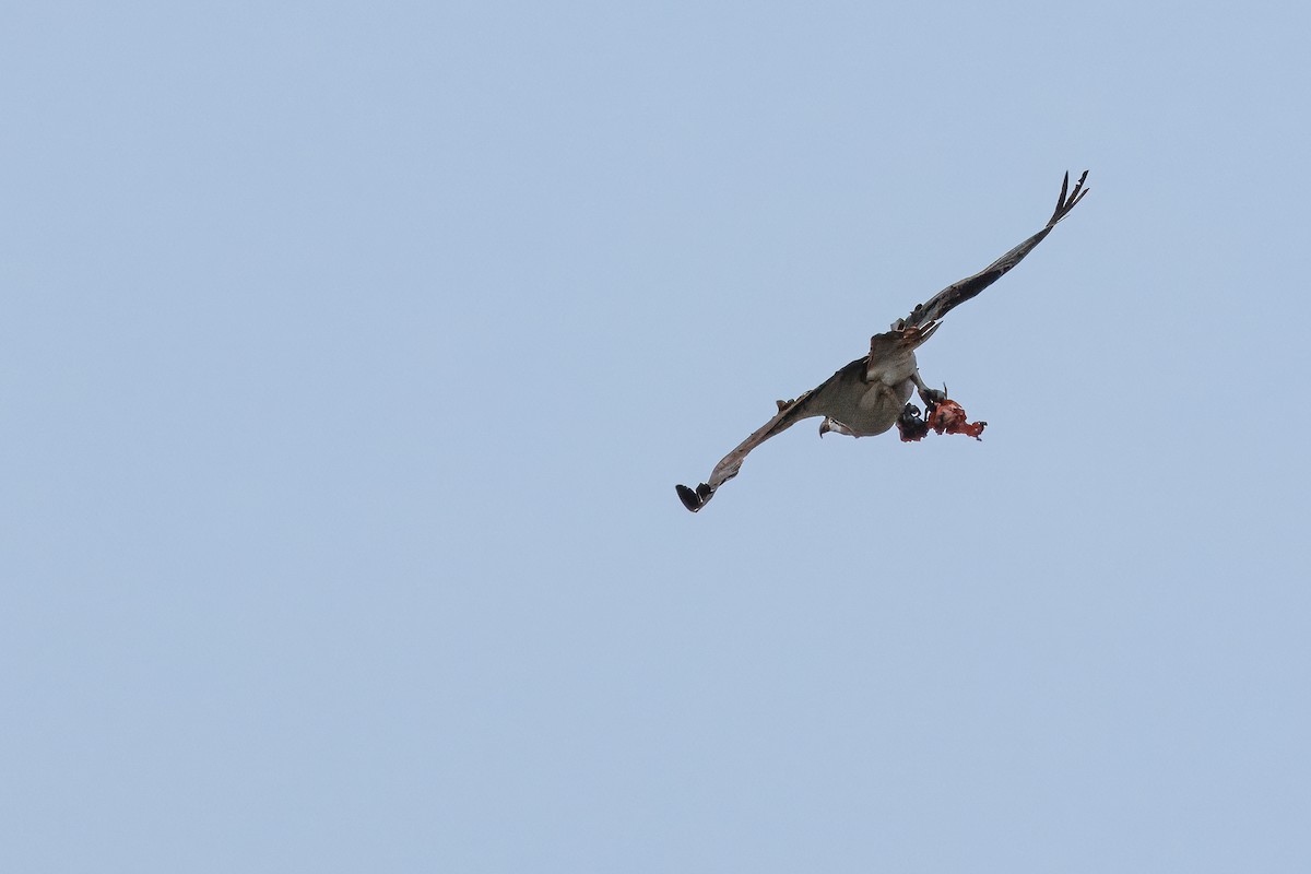 Osprey - ML638694465