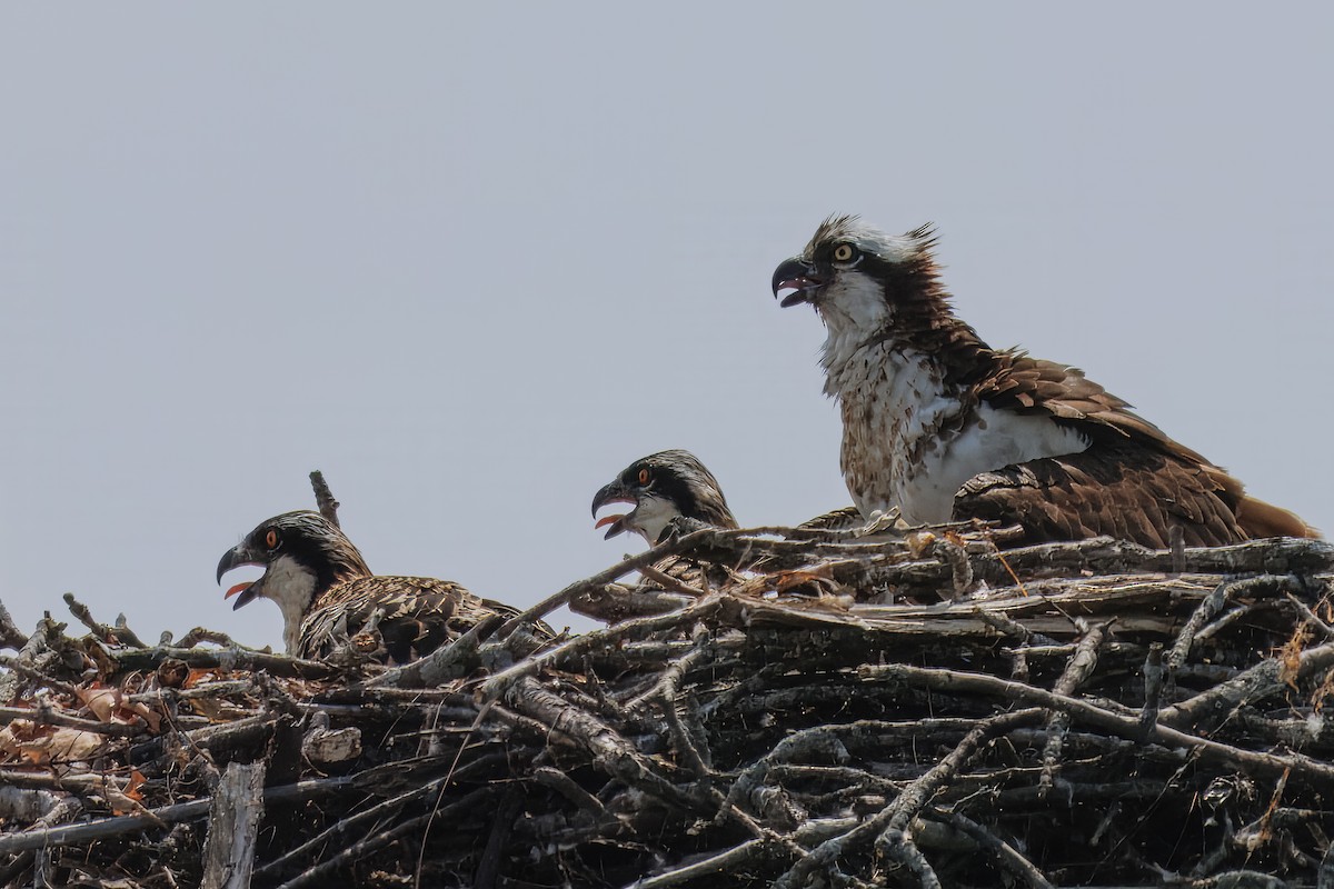 Osprey - ML638694466